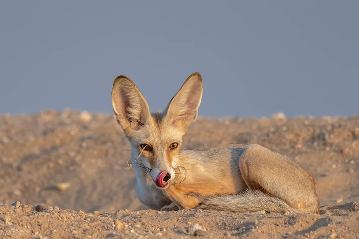 Fox