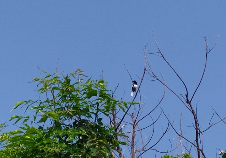 black and white bird