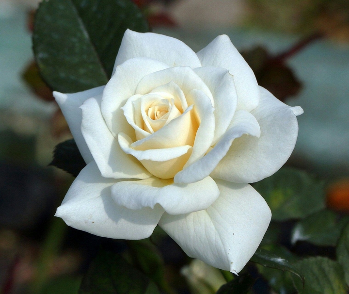 Rosa