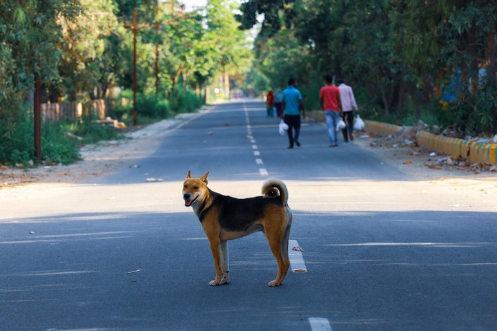 dog on road