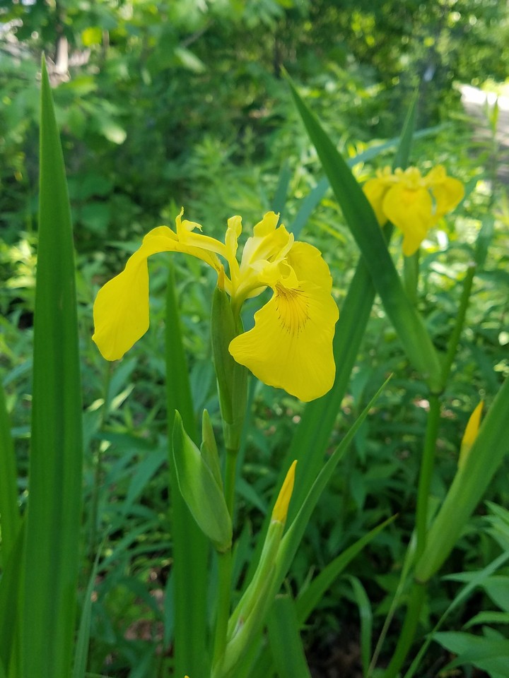 yellow flowers