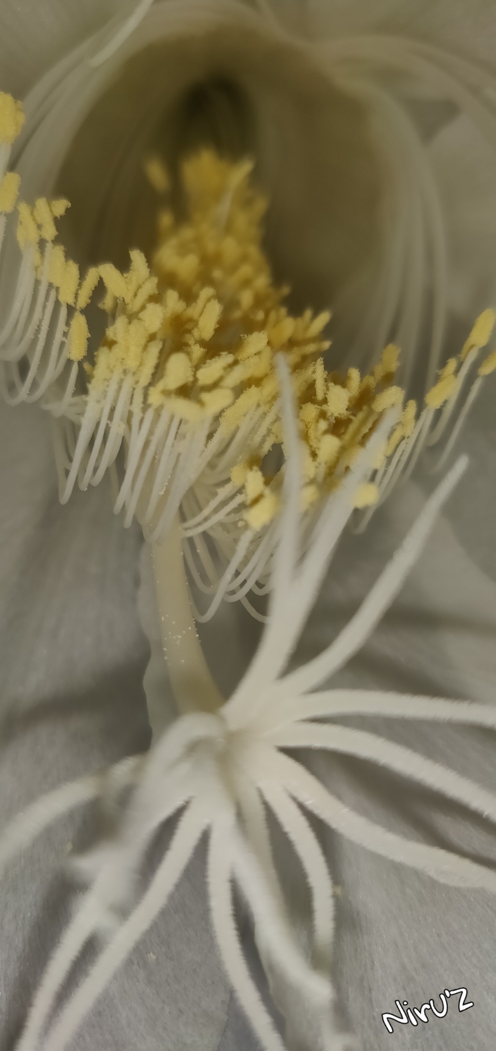 only night open this flower