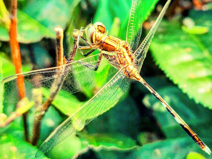 dragonfly