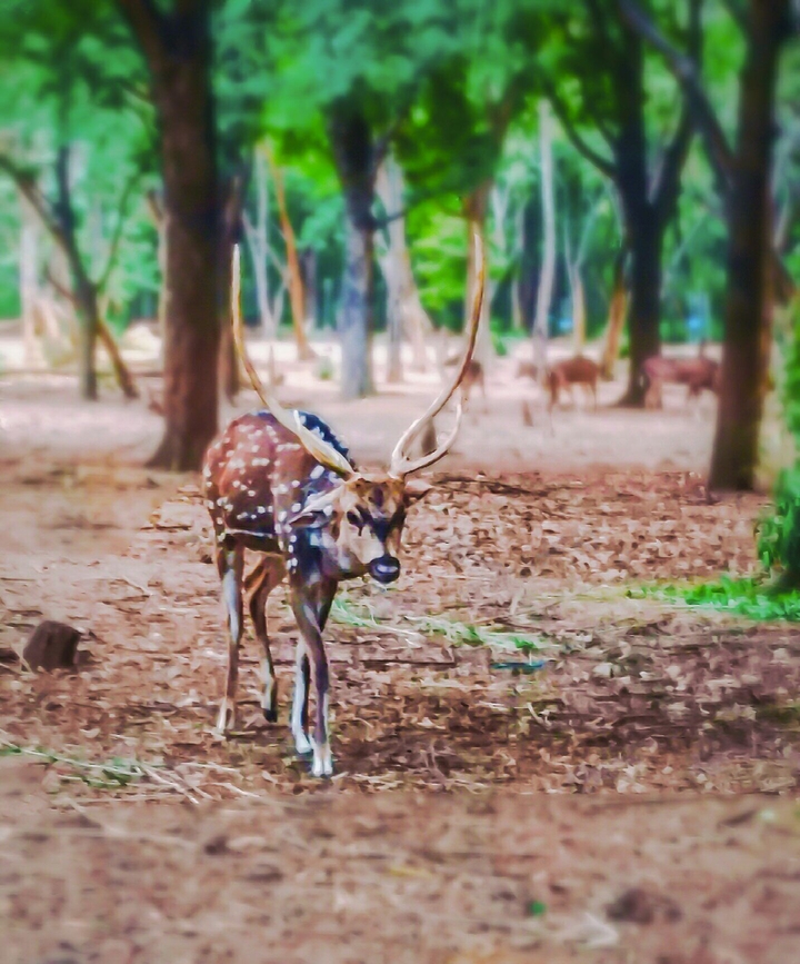 deer