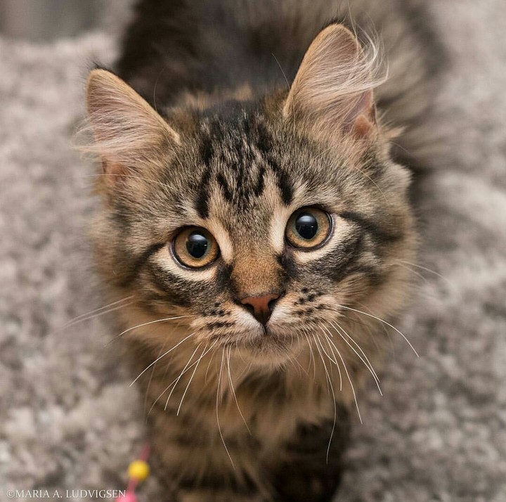 gatito