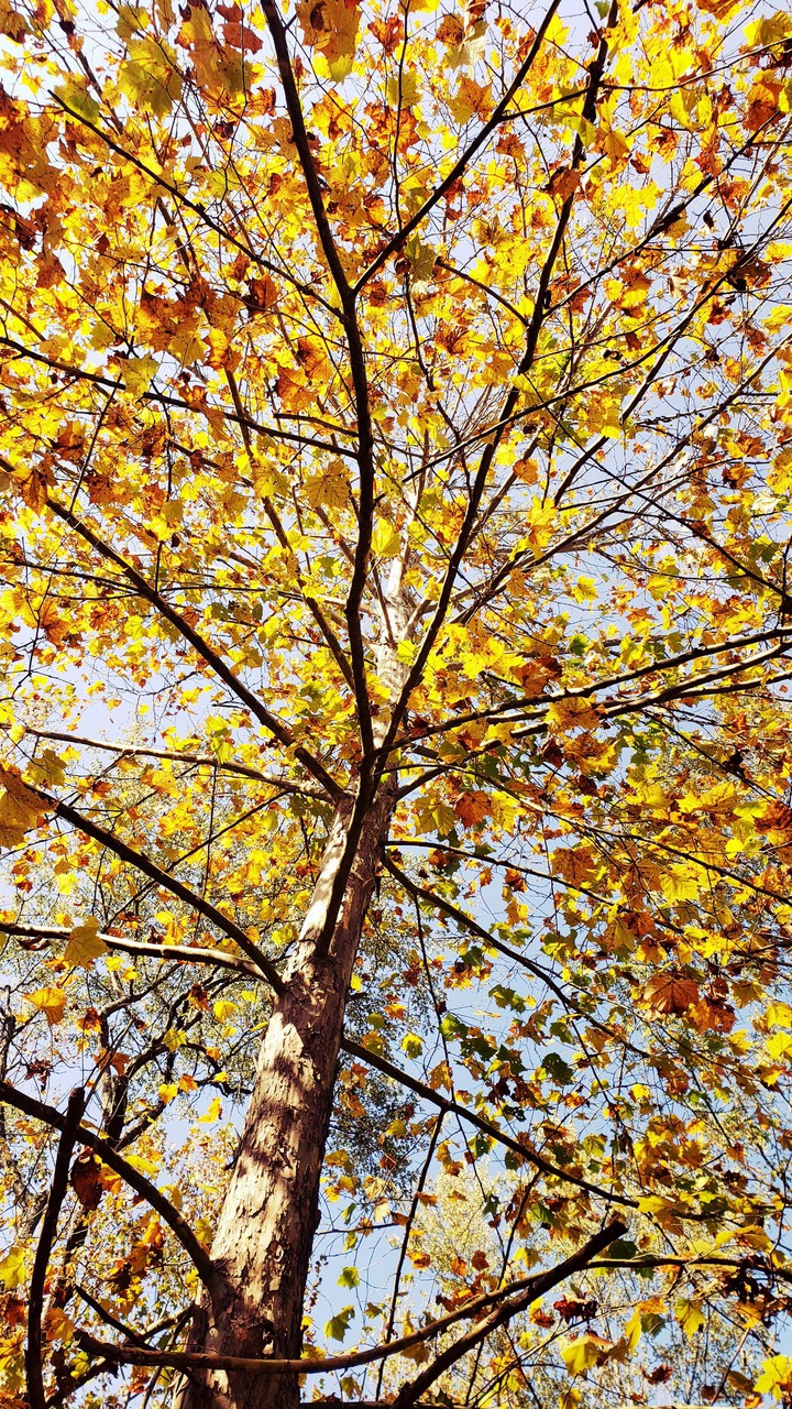 Yellow leaves