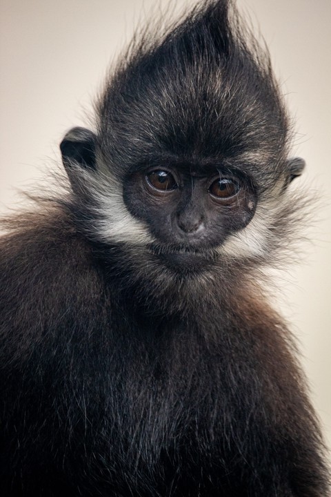 обои primate, Close-up