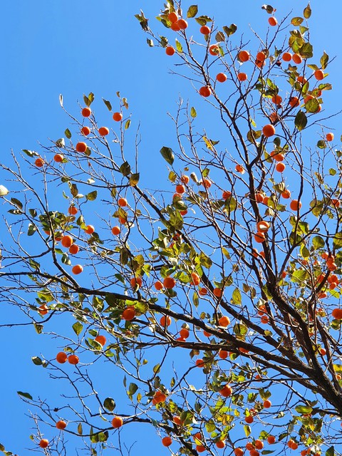 twig, branch wallpapers