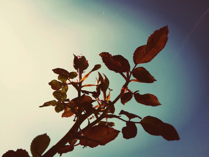 rose
