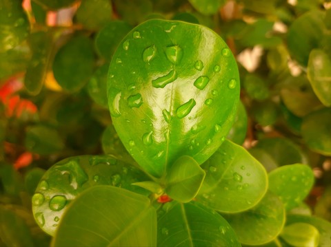 greenery