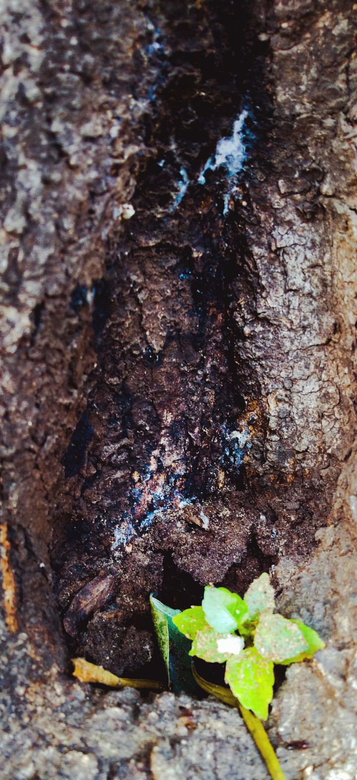 trunk