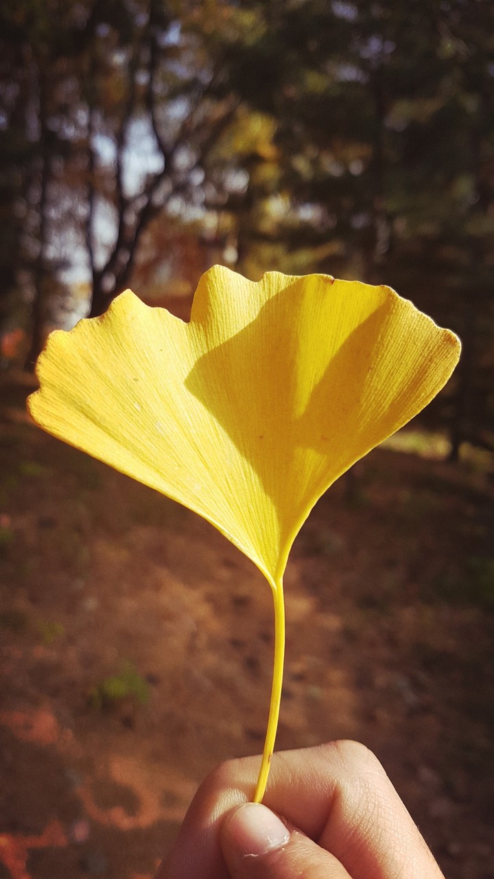 Autumn in Korea