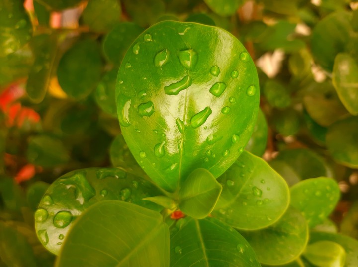 greenery