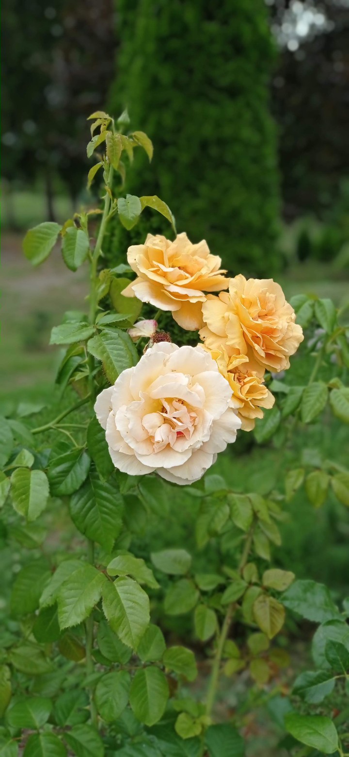 yellow roses