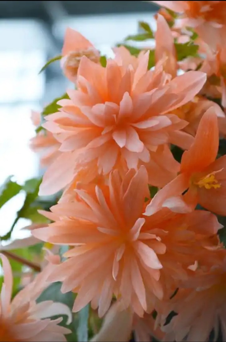 Orchids