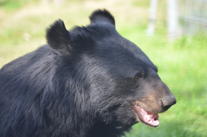 Bear