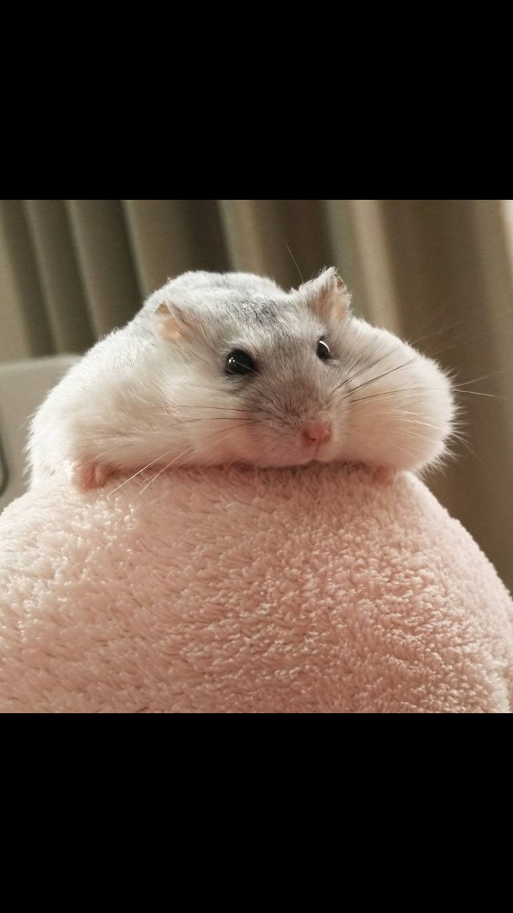 cute hamster