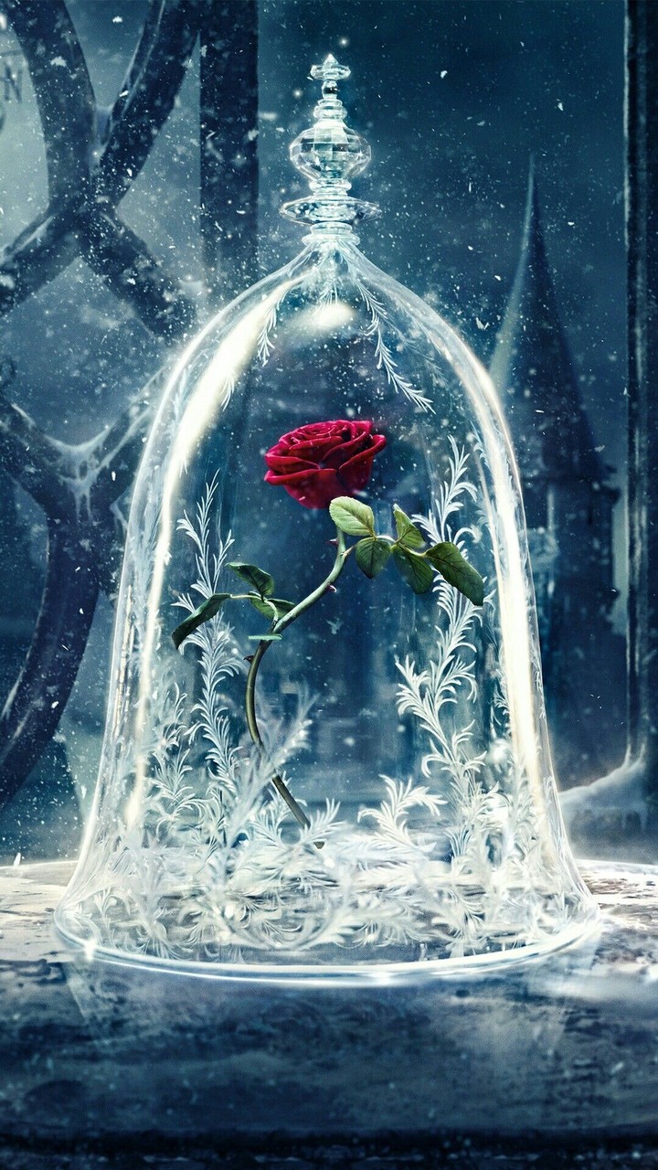 The Beauty and the Beast
