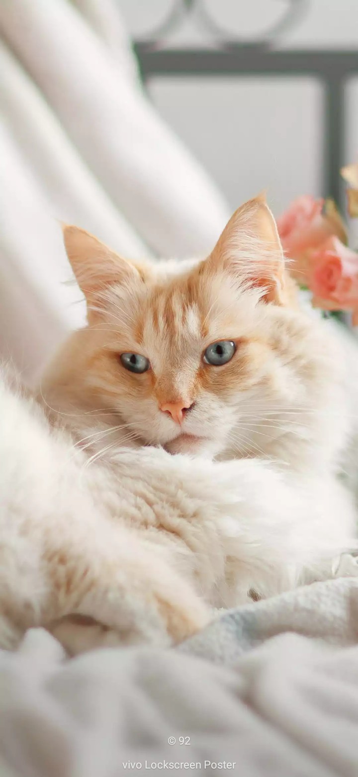 Котик
