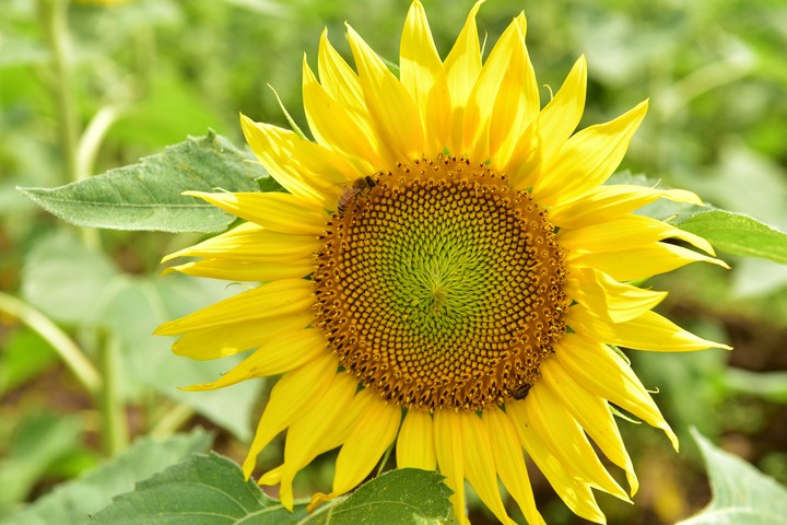 sunflower