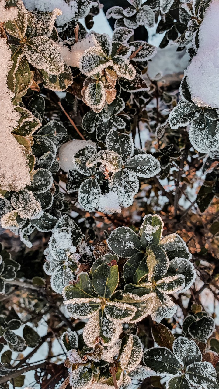 winter
