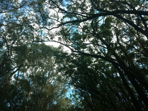 green sky