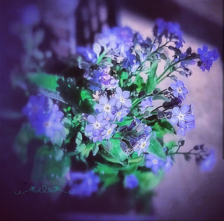 little blue flowers