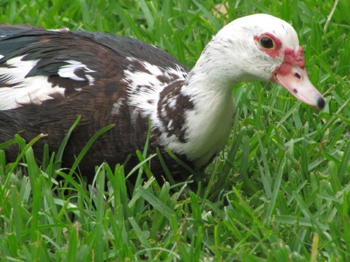 muscovy duck