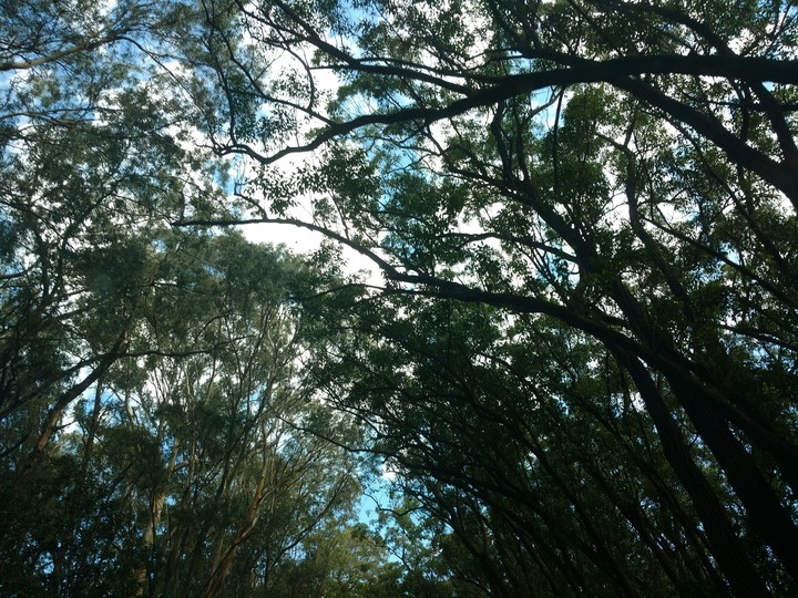 green sky