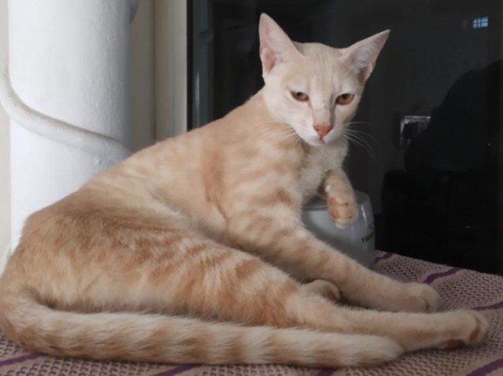 cat