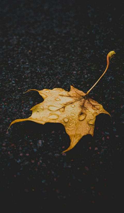 leaves