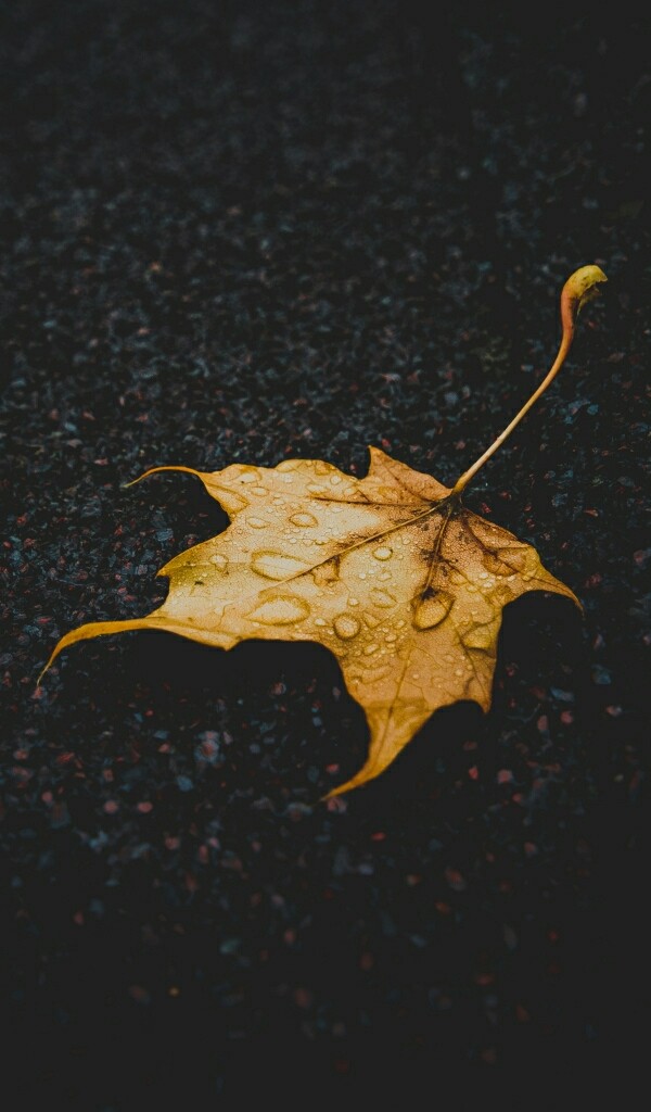 leaves