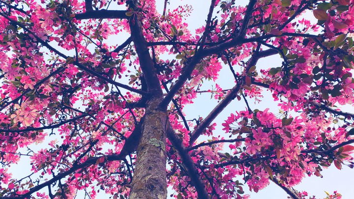 cherry tree