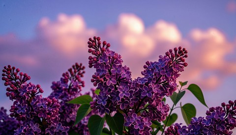 papéis de parede wildflower, flower