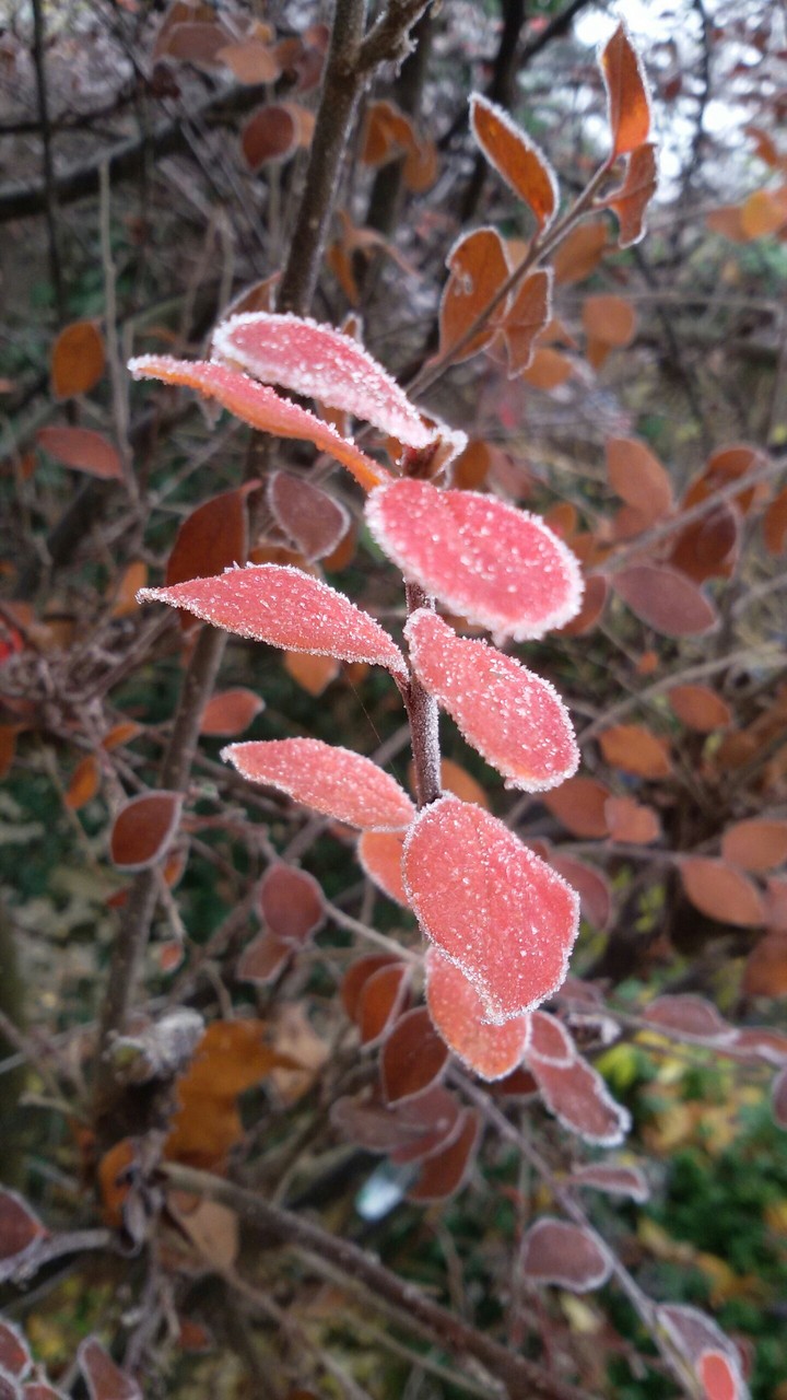 Frost