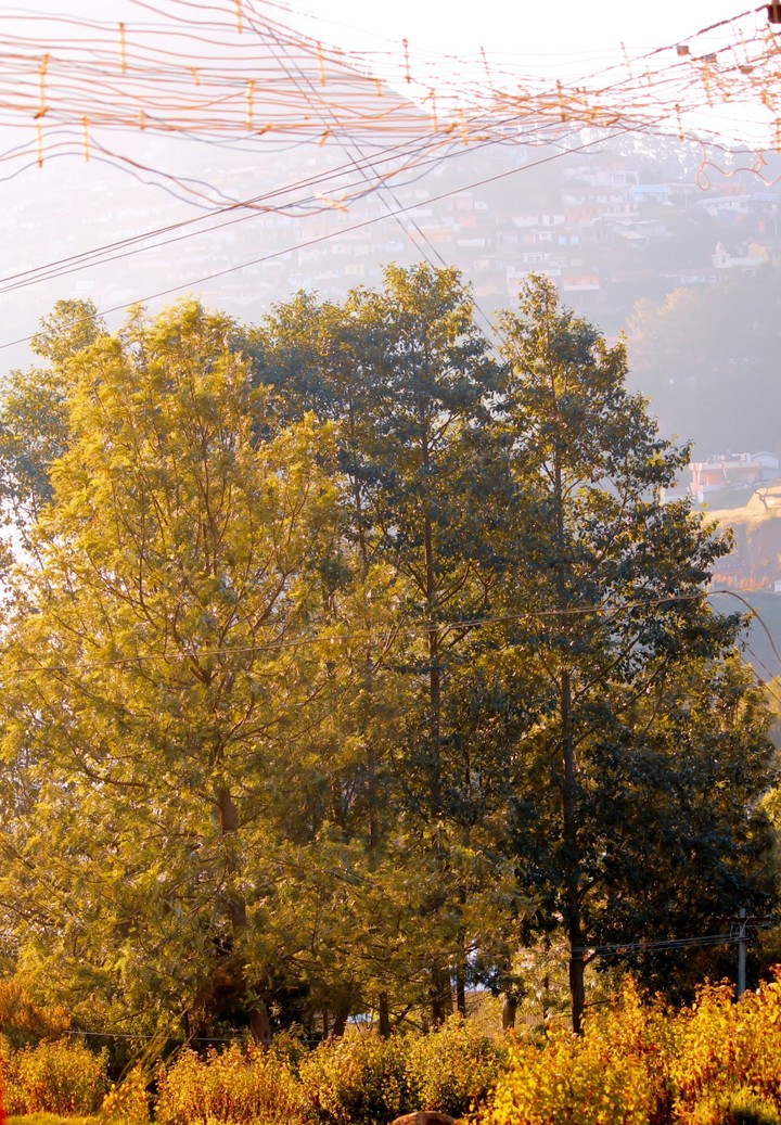 Warmth in coldness. (Ooty, India)