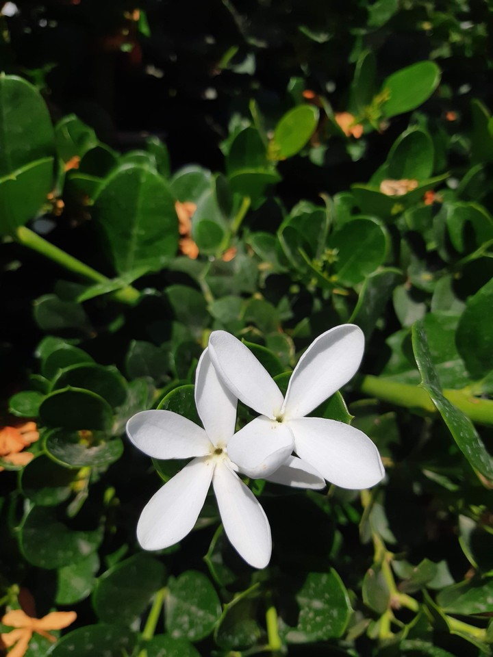 whitey