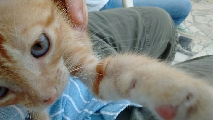 gatito