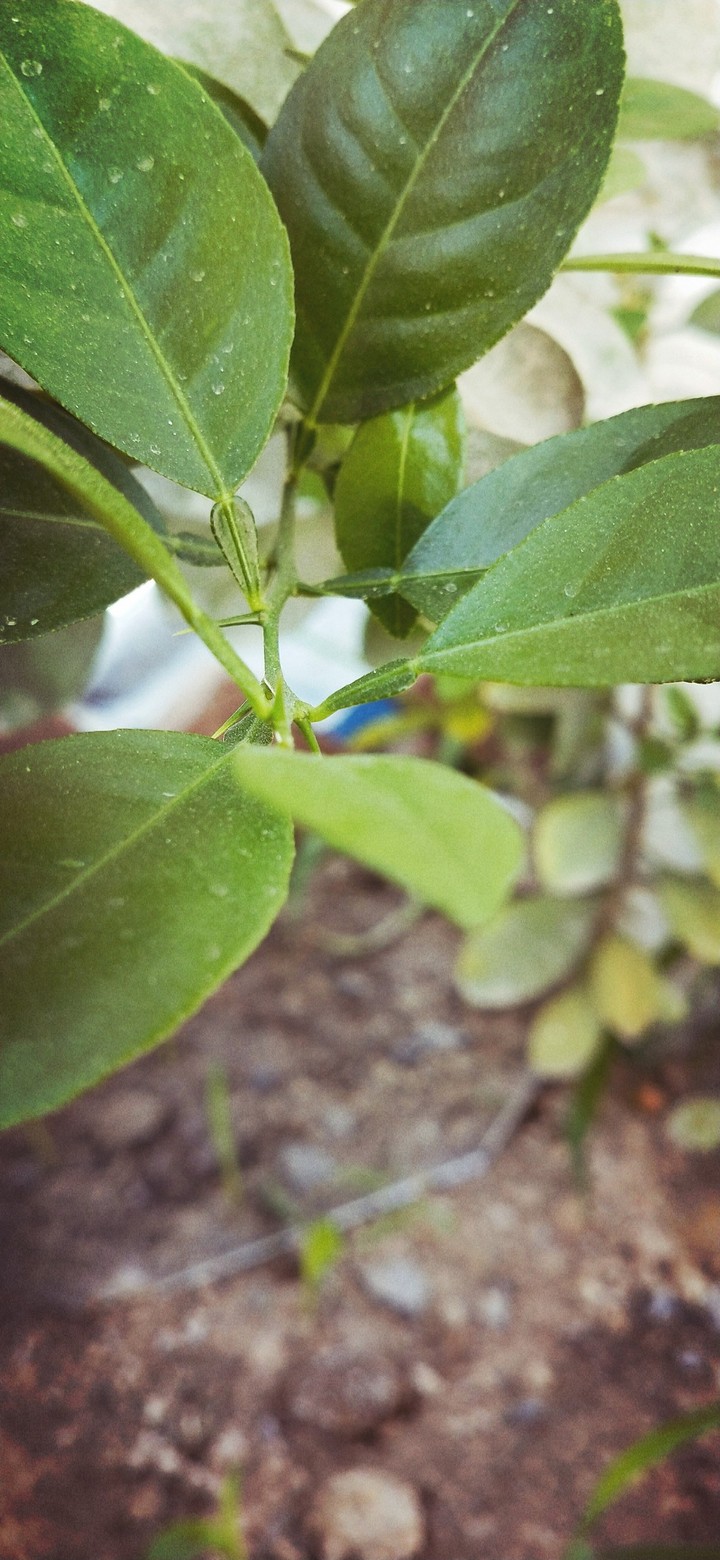 leaf