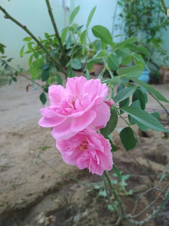 flower