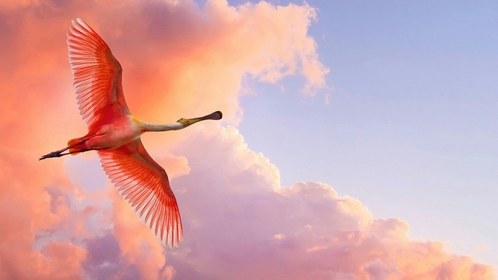 flamingo