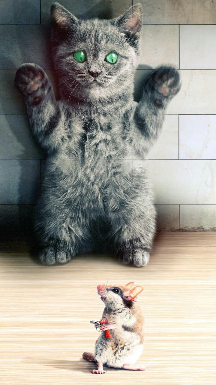 gato assustado