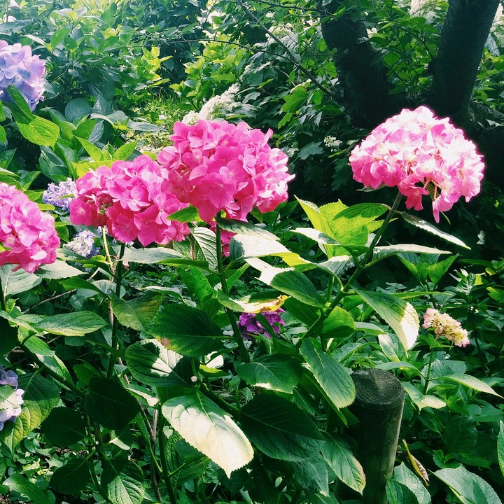 ピンク紫陽花