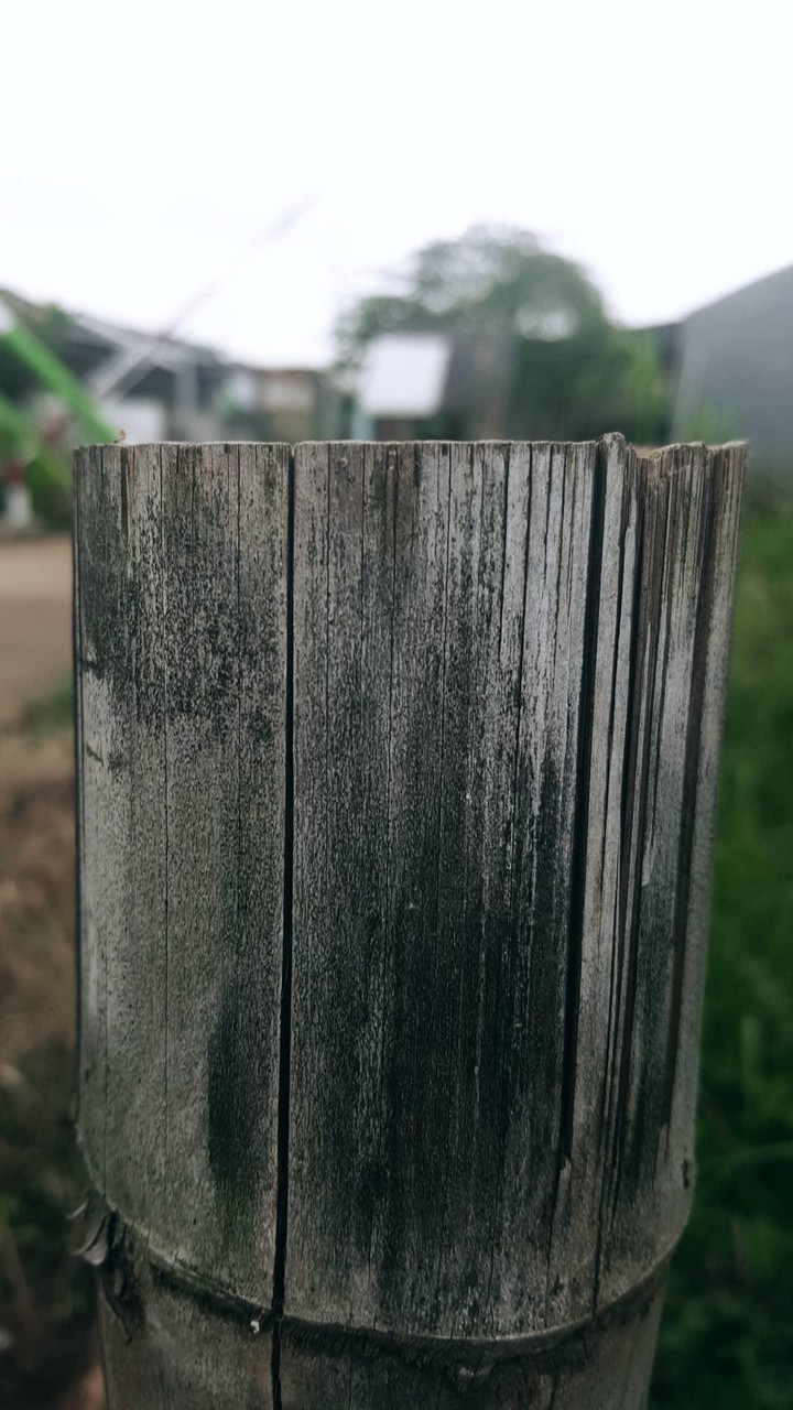 Bamboo