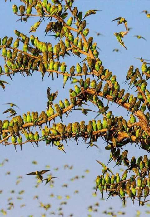 Pericos