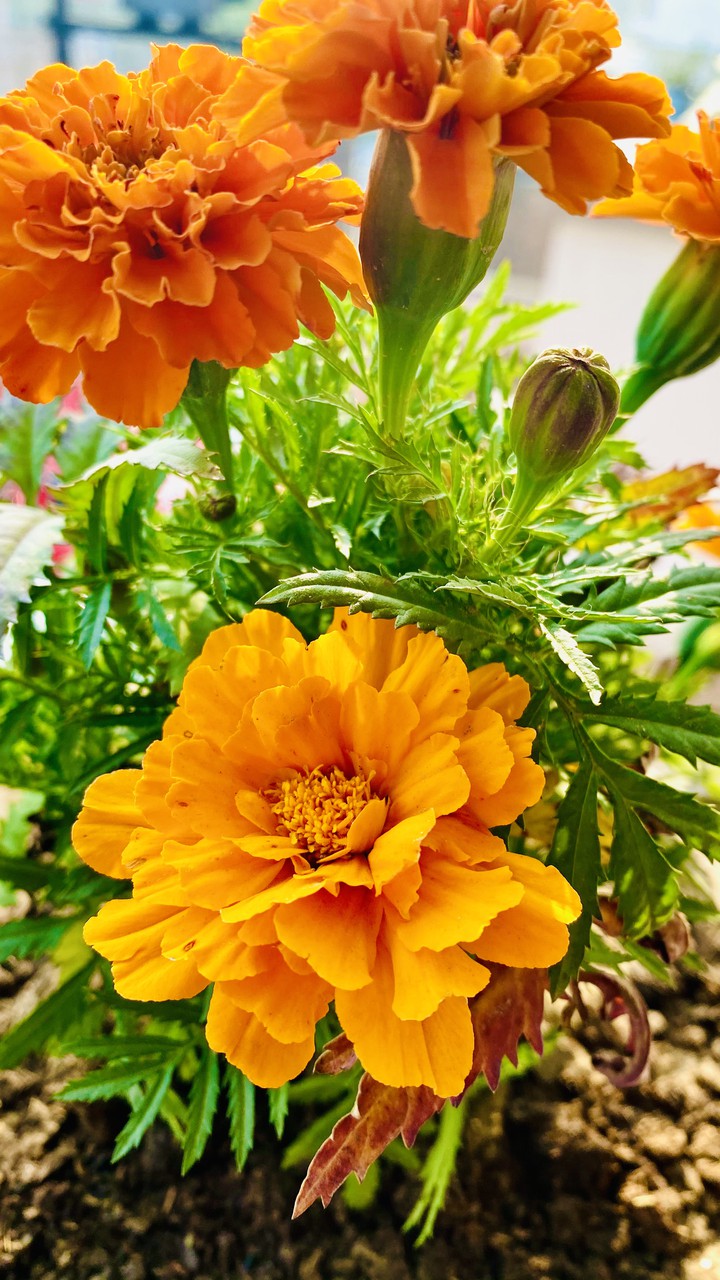 Marigold