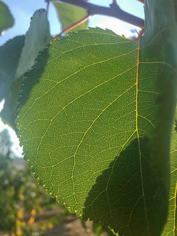 A fruit tree leaf