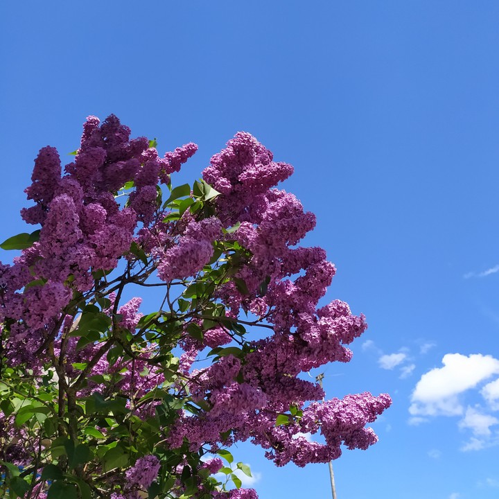 lilac