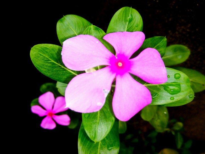 Something Different Flowers 