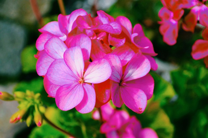 pink